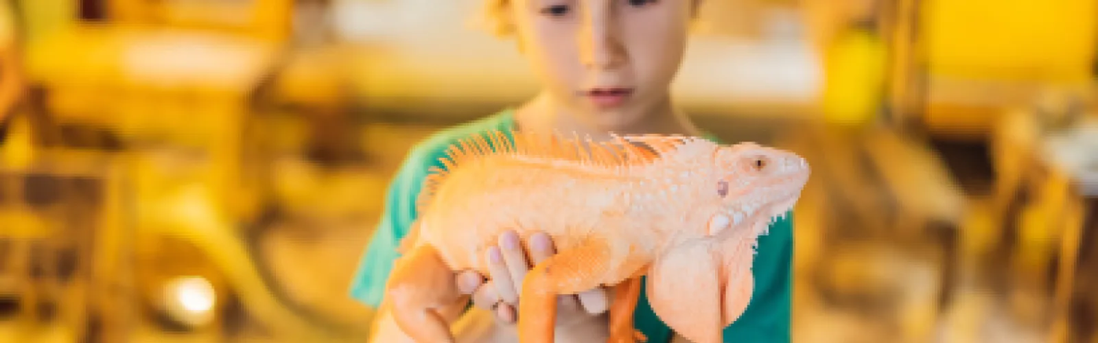 A young boy holding an iguana