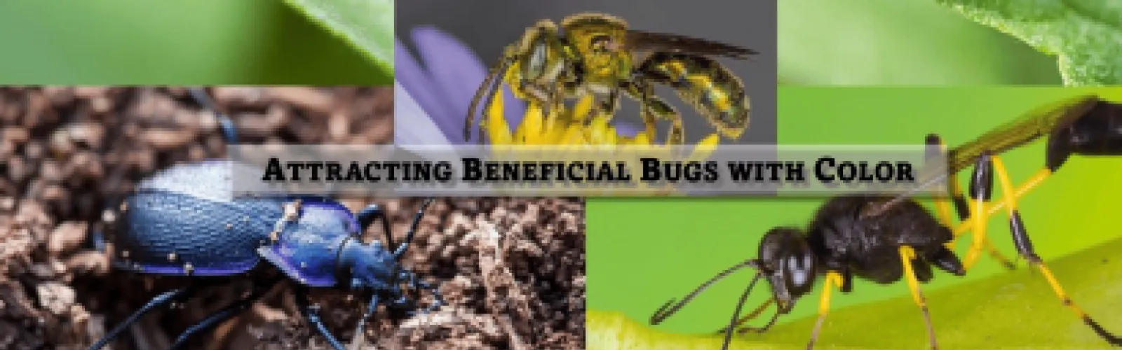 Attracting Beneficial Bugs with Color