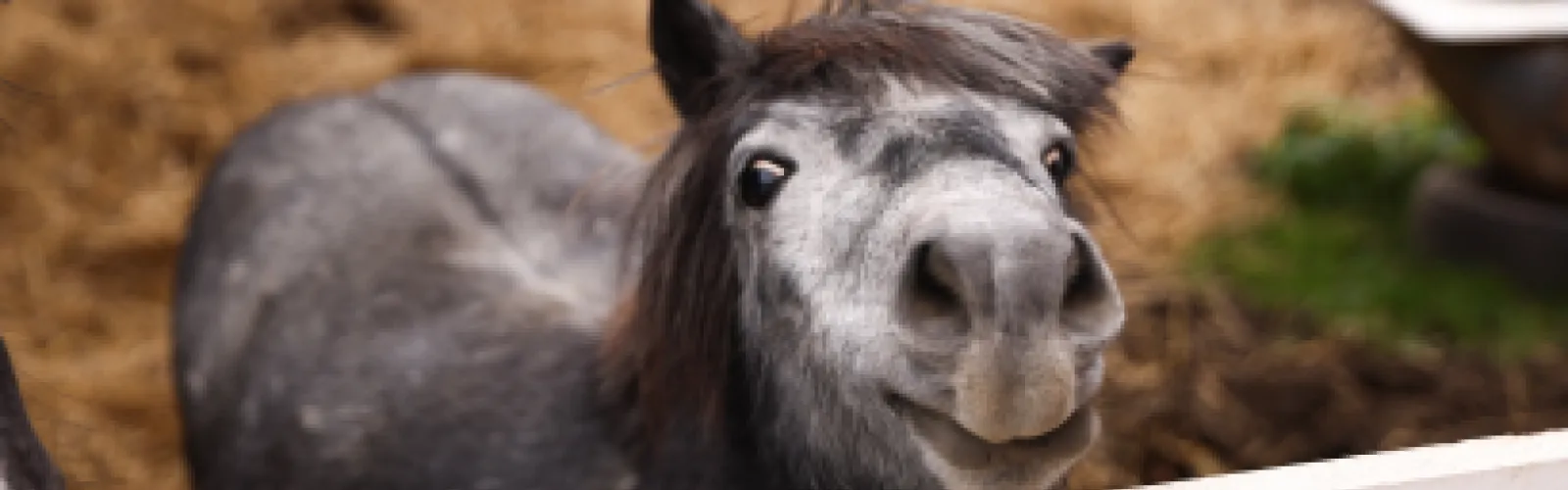 a grey pony looking up into the camera