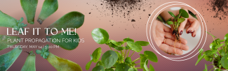 Leaf it to Me! Plant Propagation for Kids banner with time of event, Thursday, May 14th at 5:00 p.m.
